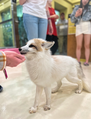 Парк птиц, возвращение в Сеул
