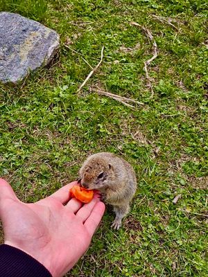 Джип-тур в мини-группе Джилы-Су + Бермамыт