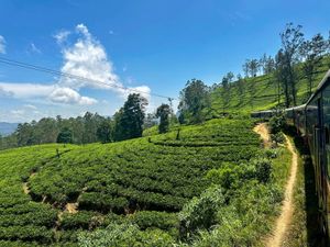 Чайные плантации и поездка на поезде