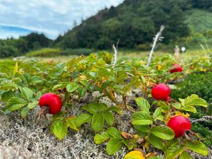 Джип-тур: мыс Птичий и мыс Великан
