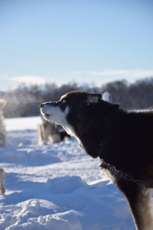 Этнодеревня. Питомник ездовых собак