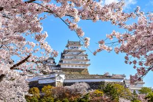 Сакура в японских Альпах