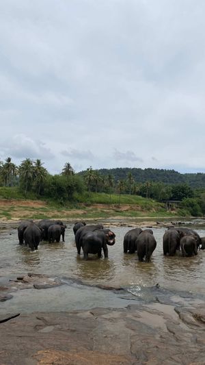 Первое знакомство: питомник слонов и загадочная Си