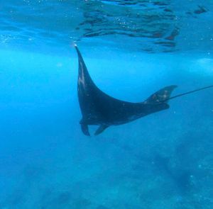 О. Нуса Пенида: плавание с мантами и снорклинг