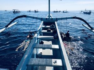 Плавание с дельфинами и кофе с видом на вулкан