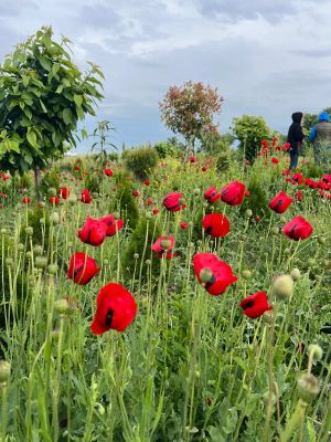 Свободный день. Трансфер в Аэропорт