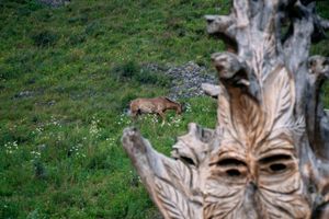 Ороктой, Чеч-Кыш