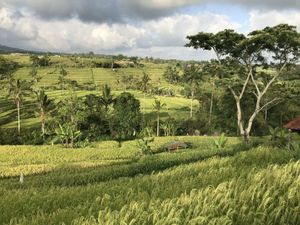 Север Бали: водопад и рисовые терассы