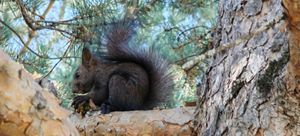 Ущелье и водопад Терскол