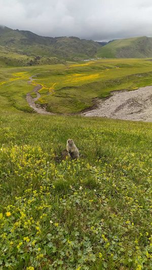 Кисловодск и Суворовские горячие источники