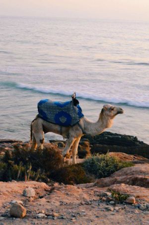 Привет, Атлантика