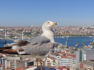 День вылета