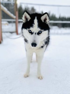 Этнодеревня, трансфер в аэропорт / на вокзал