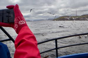 На китов в Териберку и Мурманск (группа до 8 чел.)