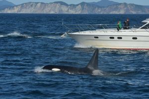 Авачинская бухта - Остров Старичков