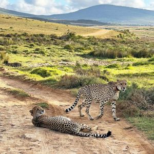 Премиум ЮАР, Зимбабве и Ботсвана