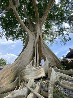 Север Бали: водопад и рисовые терассы