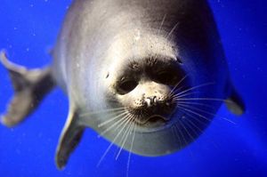 Суперхит с 2018: байкальские волны от Иркутска до Ольхона и Аршана