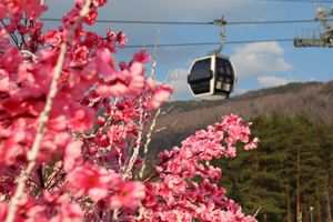 Музей им. Анохина и Лебединое озеро, Манжерок