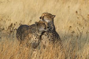 Калахари - Ауас