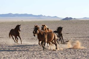 Дорога на океан
