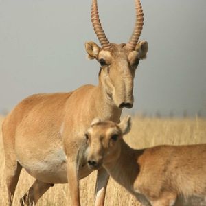 Цветы Будды: этнопутешествие в Калмыкию