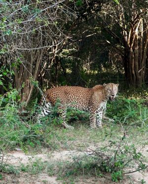 Джип сафари в национальном парке Кумана