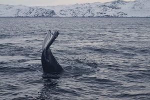 Морская прогулка по Баренцеву морю