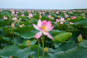 Адык. Фотоохота на сайгаков и лотосовые поля