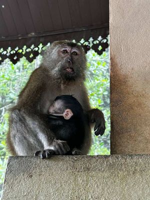 Мангровые леса и Geoforest Park