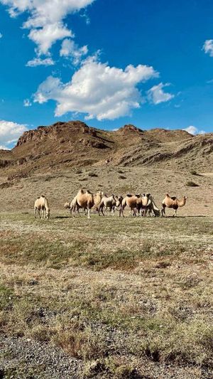 До границы с Монголией