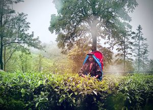 Чайные плантации и поездка на поезде