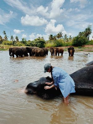Погружение в счастье - встреча со слонами
