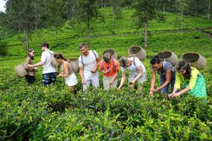 Ботанический сад и чайные плантации Нувара Элии