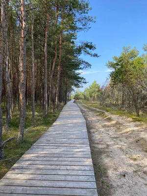 Куршская коса, Зеленоградск