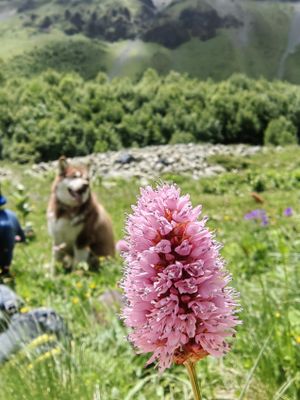 Цейский ледник