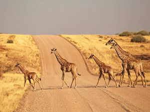 Дорога в пустыню Намиб