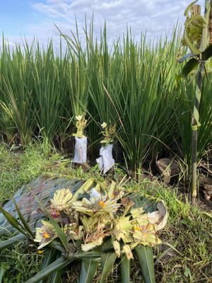 Север Бали: водопад и рисовые терассы