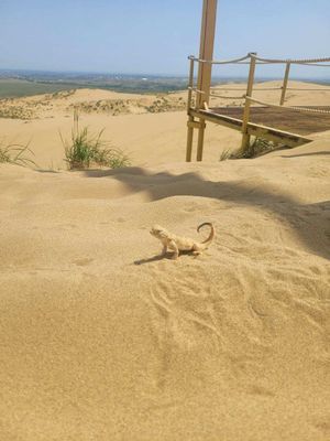 Пески, каньон и прощание с Дагестаном