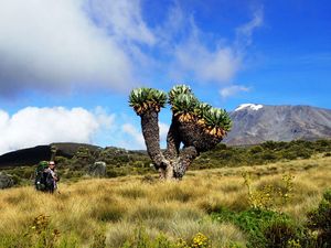Килиманджаро с акклиматизацией: Гид-географ-альпинист