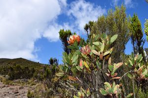 Килиманджаро с акклиматизацией: Гид-географ-альпинист