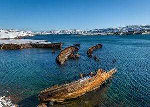 Териберка: киты на Баренцевом море