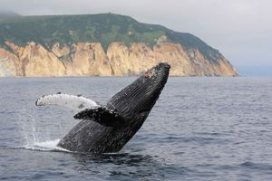 2026: киты, вулканы, медведи, баня на берегу океана. Вау