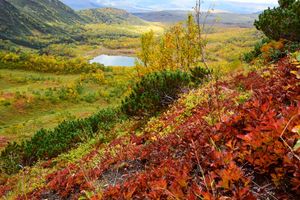 Золотая Камчатка