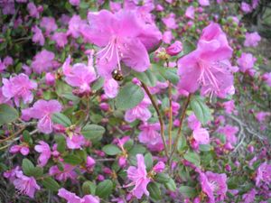 Река Катунь, Семинский перевал и дикие места