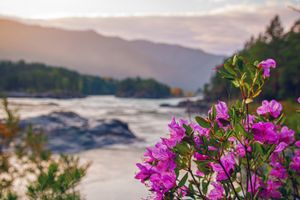 Цветение маральника на Алтае