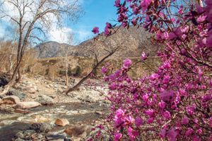 Цветение маральника на Алтае