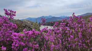 Весь Алтай: пока цветёт алтайская сакура