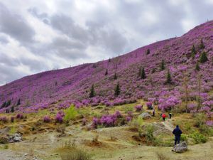 Весь Алтай: пока цветёт алтайская сакура