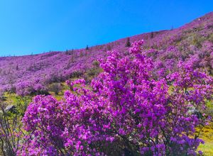 Весь Алтай: пока цветёт алтайская сакура